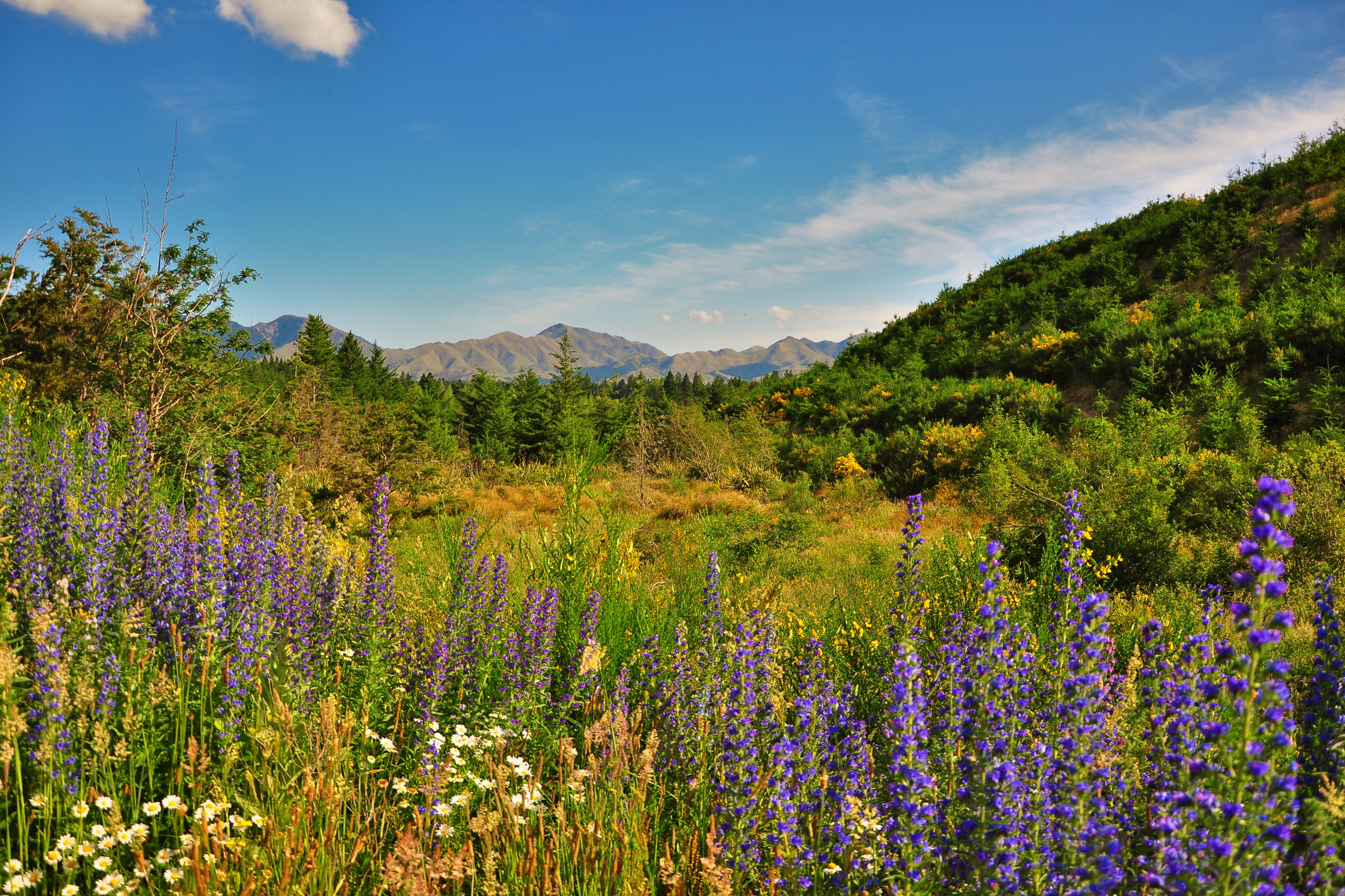 hanmer springs (4).webp